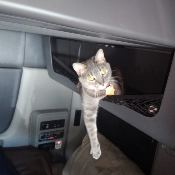 Meet your Posher, Corie - Picture 1 of 1